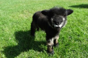 'Precious' - Coloured Ryeland Lamb