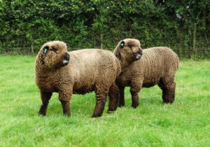 coloured ryeland sheep