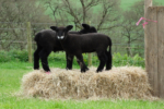 2017 Lambs Playing